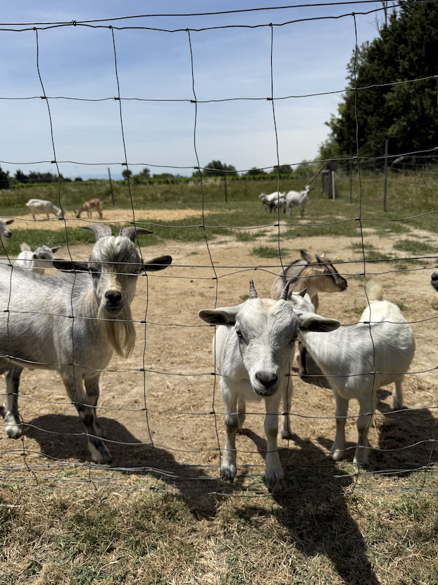 Ferme aux grandes oreilles